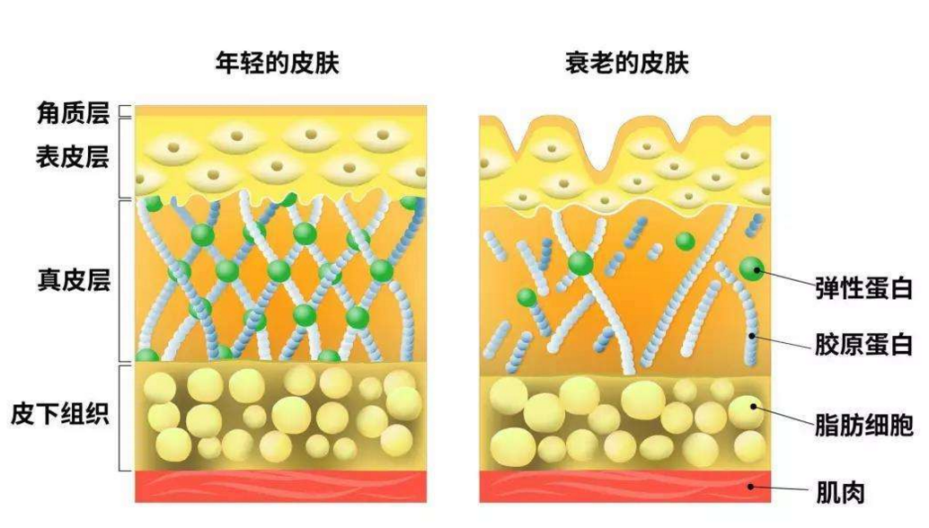 皮膚衰老對比.png